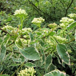 Cornus controversa 'Marginata Nord' – Emeletes som