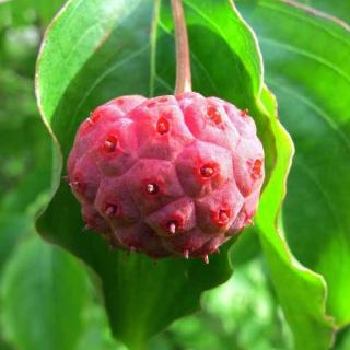 Cornus kousa 'Big Apple'  – Csillagsom