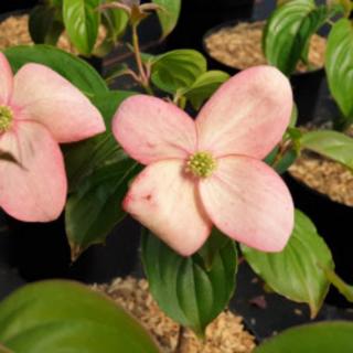 Cornus kousa 'Blooming Pink Tetra' – Csillagsom