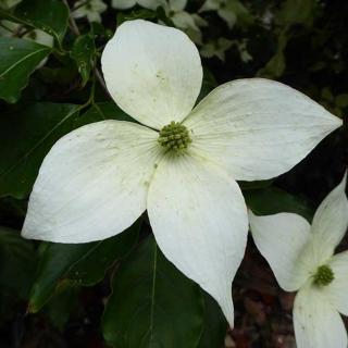 Cornus kousa 'Bodnant'  – Csillagsom