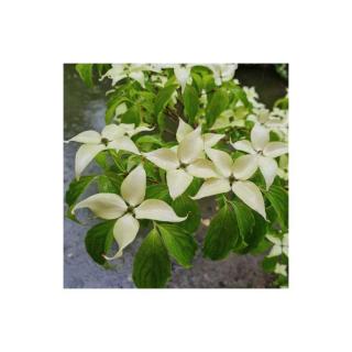 Cornus kousa 'Bultinck's Giant Flowers' – Csillagsom