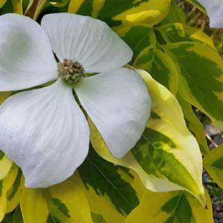 Cornus kousa 'Celestial Shadow'® – Csillagsom