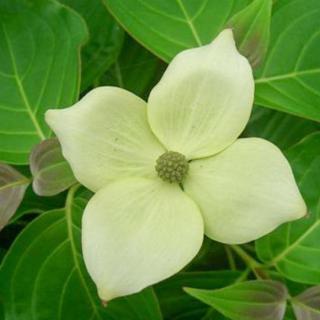 Cornus kousa 'White Dream' – Csillagsom