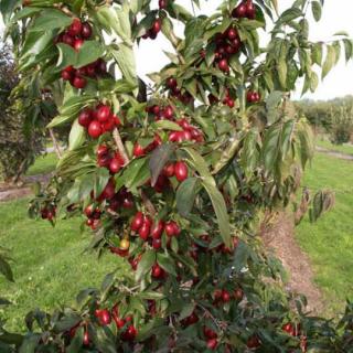 Cornus mas 'Florianka' – Som