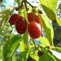 Cornus mas 'Pancharevo' – Som