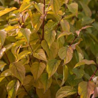 Cornus sanguinea 'Sifa' – Veresgyűrű som