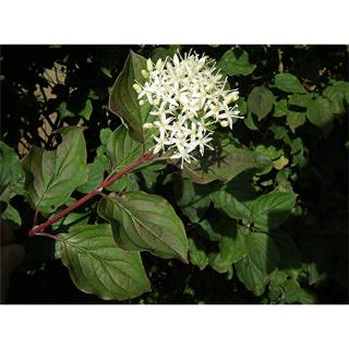 Cornus sanguinea – Veresgyűrű som