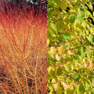 Cornus sanguinea 'Winter Beauty' – Veresgyűrű som