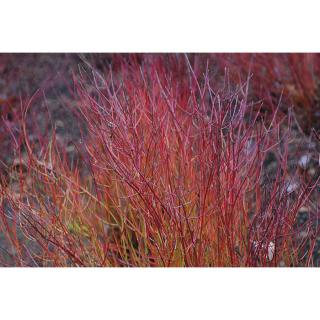 Cornus stolonifera 'Kelseyi' - Törpe som