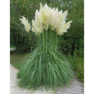 Cortaderia 'Citaro'® – Pampafű