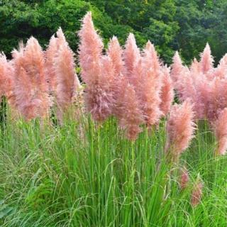 Cortaderia selloana 'Pink Feather' – Pampafű (rózsaszín)