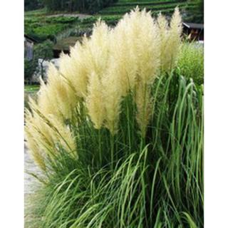 Cortaderia selloana 'Pumila' - Ezüstös pampafű (krémfehér)