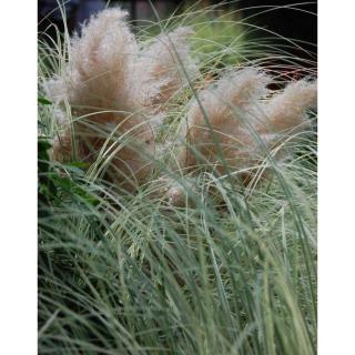 Cortaderia 'Silver Comet'® – Pampafű