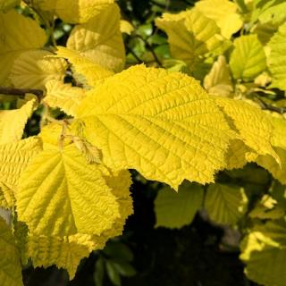 Corylus avellana 'Aurea' – Aranylombú mogyoró