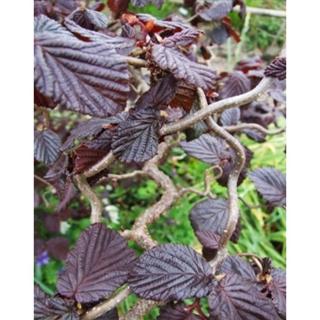 Corylus avellana 'Red Majestic®' - Csavartvesszejű  vérmogyoró