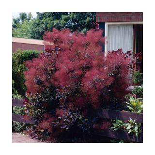 Cotinus coggygria 'Royal Purple' - Cserszömörce