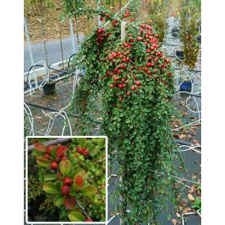 Cotoneaster dammeri 'Winter Jewel' – Magas törzsű szőnyegmadárbirs