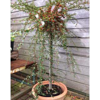 Cotoneaster x suecicus 'Coral Beauty' - Magastörzsű svéd madárbirs