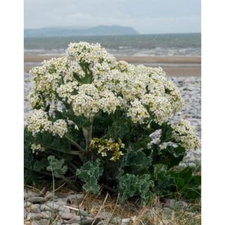 Crambe maritima – Tengerparti tátorján