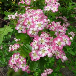 Crataegus laevigata 'Princess Sturdza' – Díszgalagonya