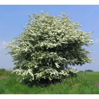 Crataegus monogyna – Egybibés galagonya