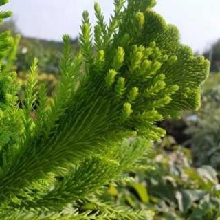 Cryptomeria japonica 'Cristata' – Japán ciprus