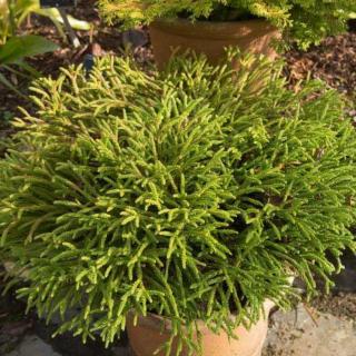 Cryptomeria japonica 'Little Champion' – Japán ciprus