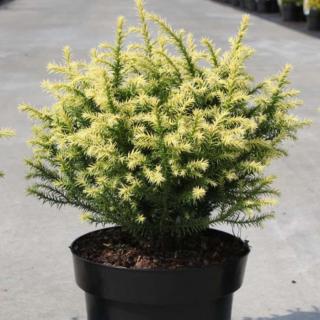 Cryptomeria japonica 'Vilmorin Gold' – Japán ciprus (szugifenyő)