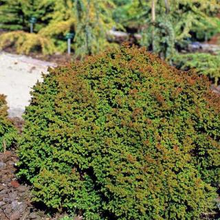 Cryptomeria japonica 'Vilmoriniana' – Japán ciprus (szugifenyő)