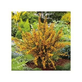 Cytisus scoparius 'Apricot Gem' – Zanót (narancs-rózsaszín)