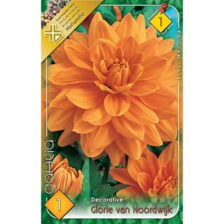 Dekoratív dália 'Glorie van Noordwijk' (lazac/narancs)
