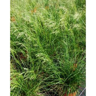 Deschampsia cespitosa 'Goldtau' - Gyepes sédbúza