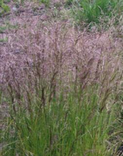 Deschampsia cespitosa 'Pixie Fountain' – Gyepes sédbúza