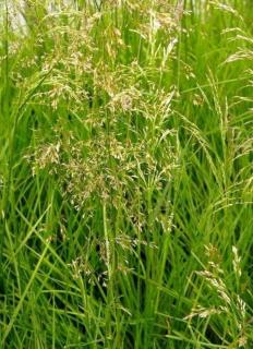 Deschampsia cespitosa 'Tardiflora' - Gyepes sédbúza