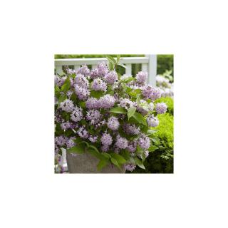 Deutzia 'Raspberry Sundae'® – Gyöngyvirágcserje