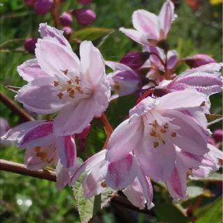 Deutzia rosea 'Carminea' – Gyöngyvirágcserje