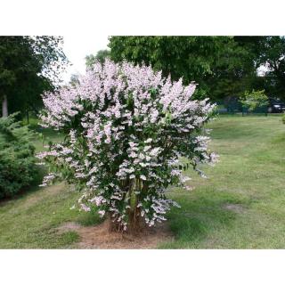 Deutzia scabra 'Plena' - Érdeslevelű gyöngyvirágcserje