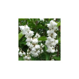 Deutzia x magnifica – Teltvirágú gyöngyvirágcserje