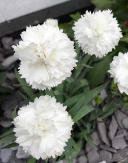 Dianthus caryophyllus 'Suncharm White' – Kerti szegfű