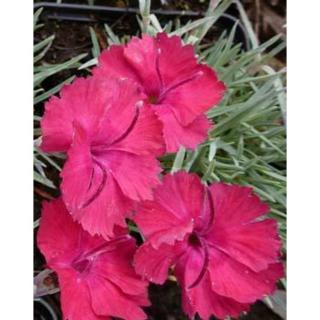Dianthus gratianopolitanus 'Bombardier' - Skarlátpiros virágú pünkösdi szegfű