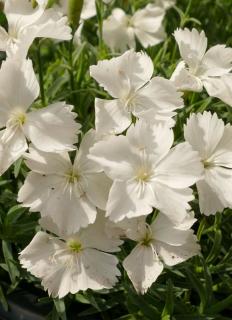 Dianthus gratianopolitanus 'La Bourboule White' - Pünkösdi szegfű