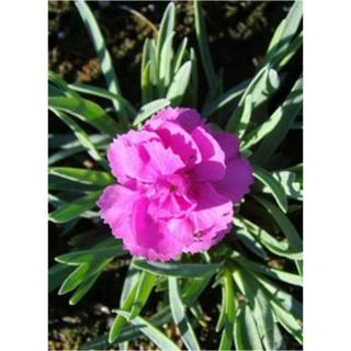 Dianthus plumarius 'Warden Hybrid' - Lilás rózsaszín tollas szegfű