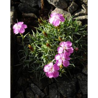 Dianthus webbianus – Törpe szegfű
