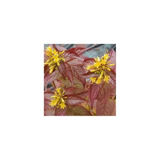 Diervilla rivuralis 'Troja Black' – Diervilla