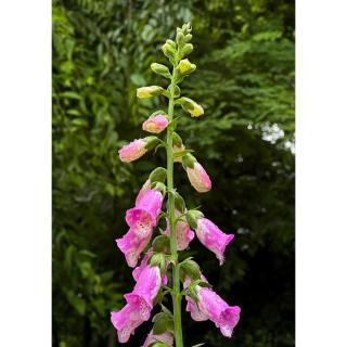 Digitalis 'Panther' – Pettyegetett gyűszűvirág