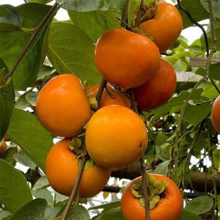 Diospyros kaki 'Giant Fuyu' (syn.: 'O'Gosho') – Datolyaszilva