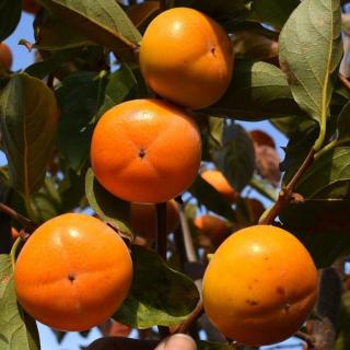 Diospyros kaki 'Hana Fuyu' – Datolyaszilva