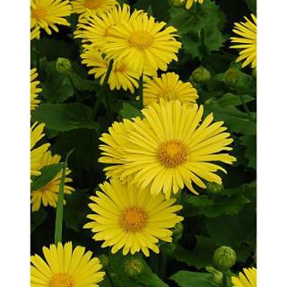 Doronicum orientale 'Little Leo' - Kaukázusi zergevirág (sárga)