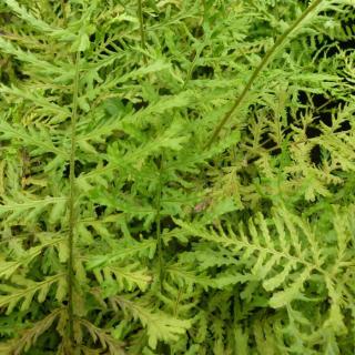 Dryopteris filix-mas 'Linearis Polydactyla' – Erdei pajzsika