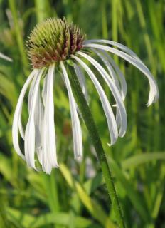 Echinacea pallida 'Hula Dancer' – Halvány kasvirág